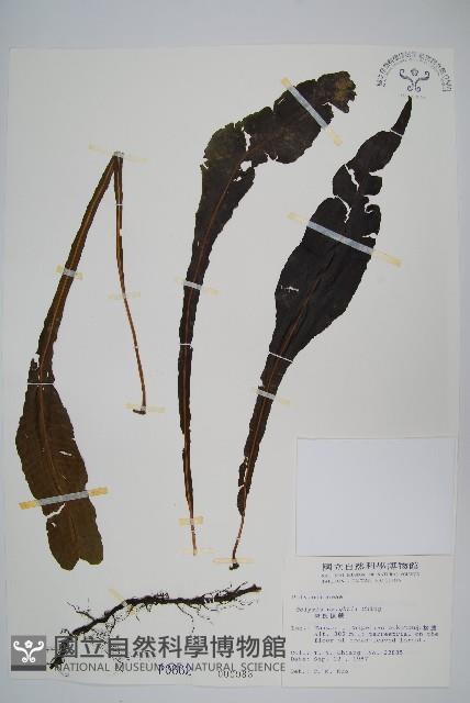 小苞鱗毛蕨藏品圖，第5張