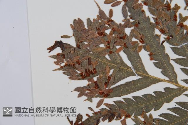 臺灣狗脊蕨藏品圖，第4張