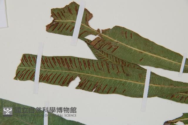 單葉雙蓋蕨藏品圖，第5張