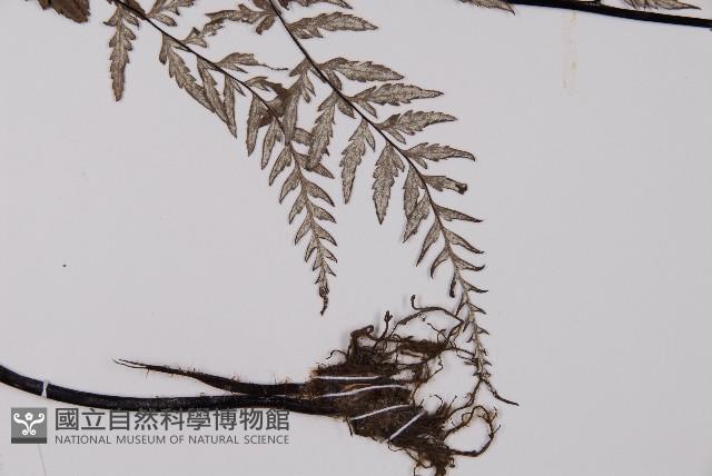 粉葉蕨藏品圖，第5張