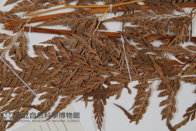 登錄號:P005566藏品圖，第5張