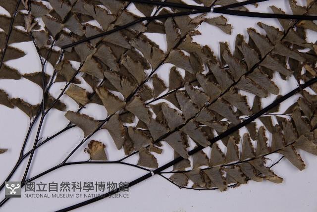 灰背鐵線蕨藏品圖，第5張