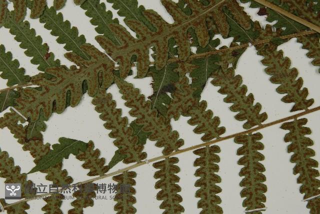 黃腺羽蕨藏品圖，第5張