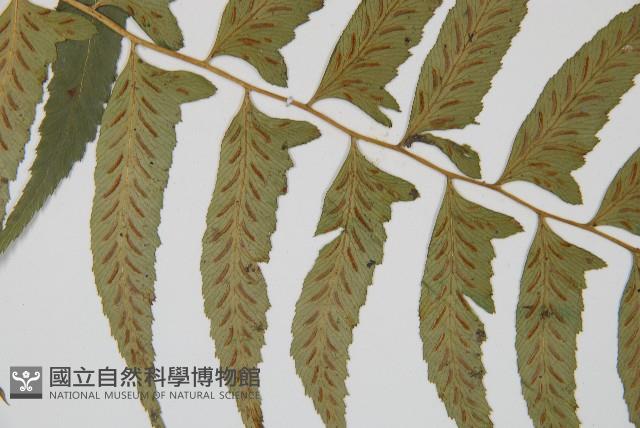 鋸齒雙蓋蕨、線葉雙蓋蕨、刺鱗雙蓋蕨藏品圖，第5張