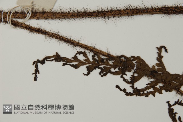 海南肋毛蕨藏品圖，第5張