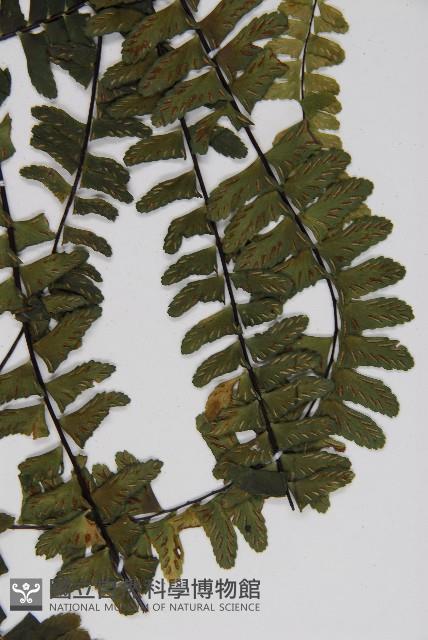 生芽鐵角蕨藏品圖，第8張