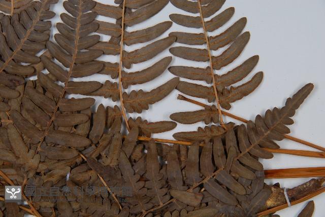 蕨藏品圖，第5張