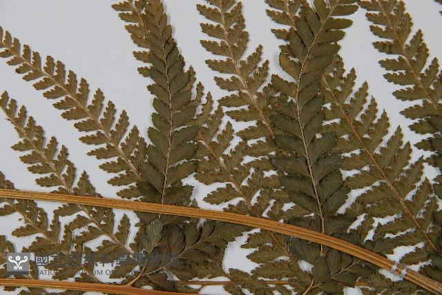 粗毛鱗蓋蕨藏品圖，第5張