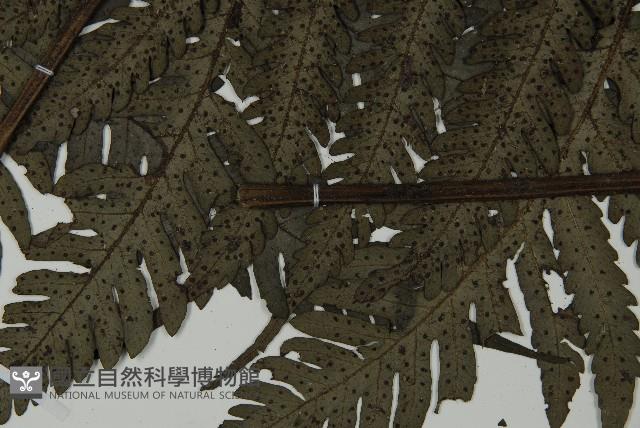 高士佛擬肋毛蕨藏品圖，第5張