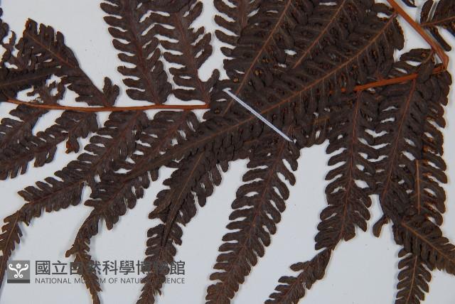 金狗毛蕨藏品圖，第4張