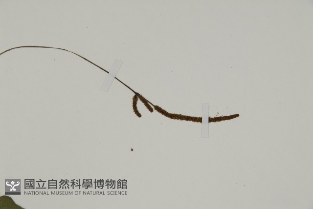 地耳蕨藏品圖，第5張