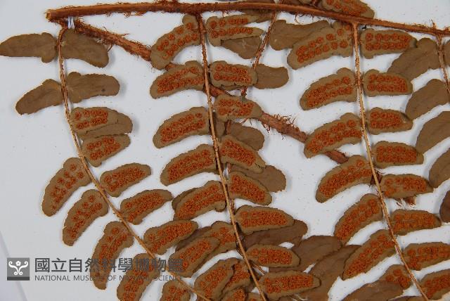 闊鱗鱗毛蕨藏品圖，第5張