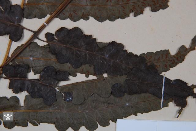 廣葉鋸齒雙蓋蕨藏品圖，第4張