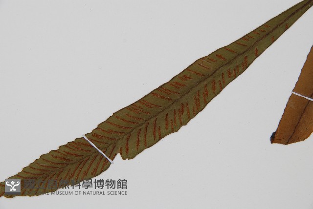 單葉雙蓋蕨藏品圖，第5張