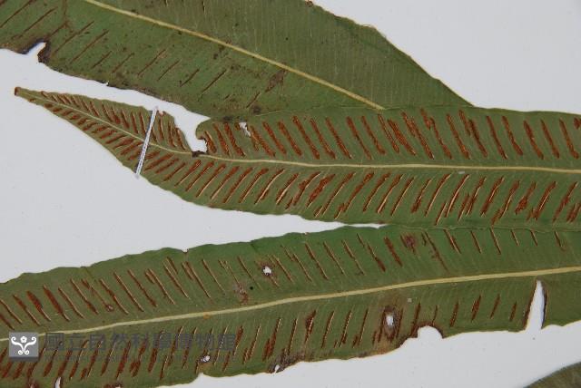 單葉雙蓋蕨藏品圖，第4張