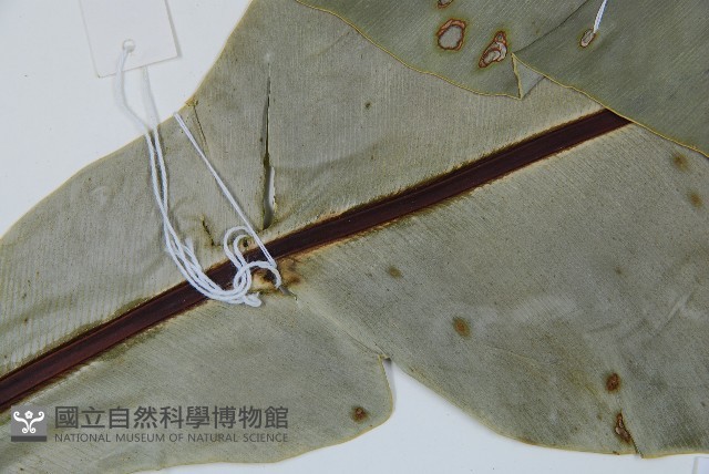 南洋山蘇花藏品圖，第8張