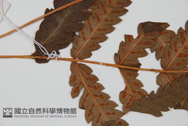 日本狗脊蕨藏品圖，第5張