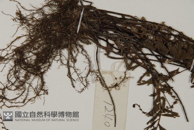 鞭葉鐵線蕨藏品圖，第5張