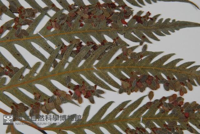 臺灣狗脊蕨藏品圖，第4張
