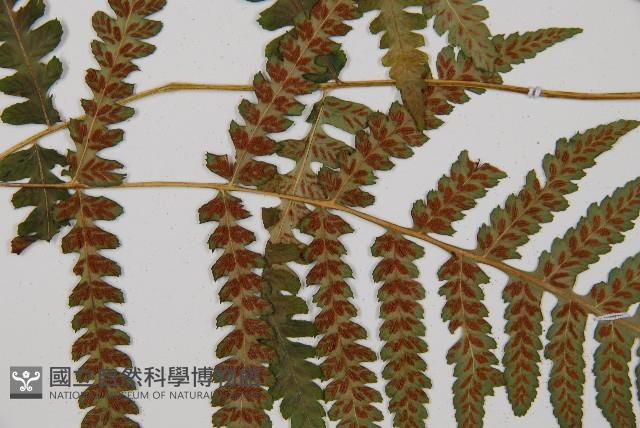 登錄號:P002946藏品圖，第5張