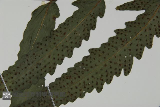 蛇脈三叉蕨藏品圖，第5張