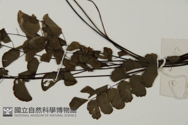 半月形鐵線蕨藏品圖，第5張