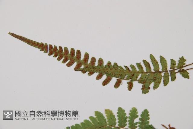 細裂蹄蓋蕨藏品圖，第5張