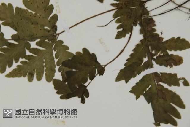 Accession Number:P000046 Collection Image, Figure 5, Total 5 Figures