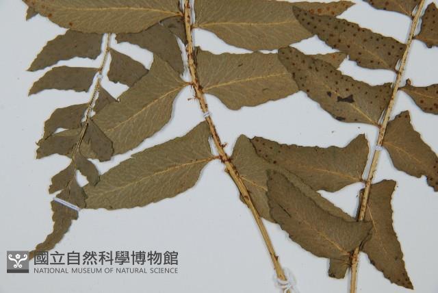 鐮羽貫眾藏品圖，第5張