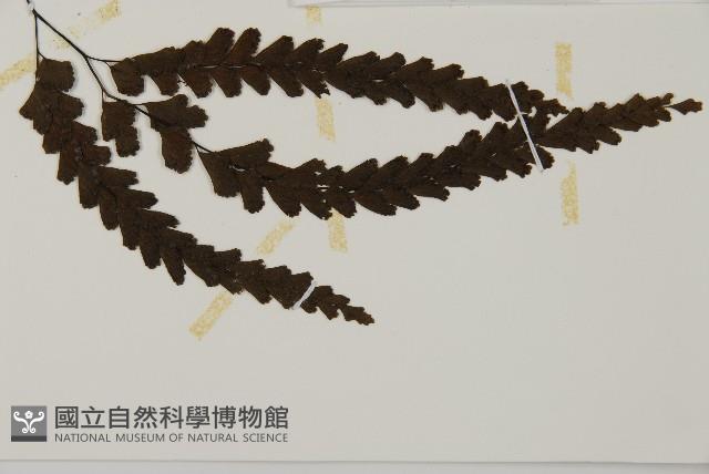 長尾鐵線蕨藏品圖，第8張