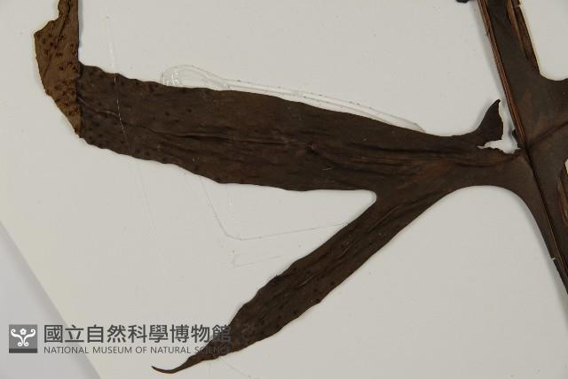 翅柄三叉蕨藏品圖，第5張