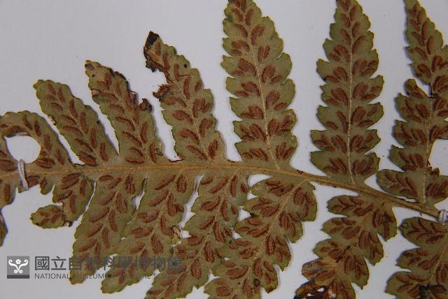 登錄號:P008246藏品圖，第5張