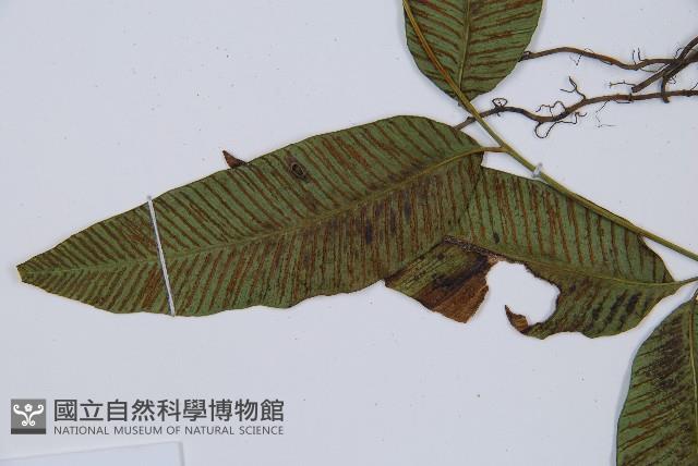 細柄雙蓋蕨藏品圖，第5張