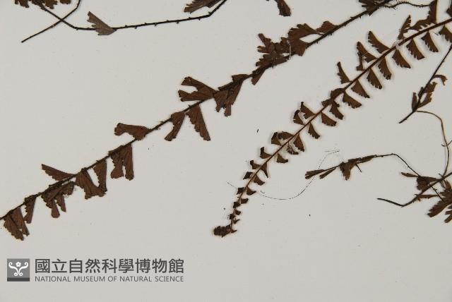 鞭葉鐵線蕨藏品圖，第5張