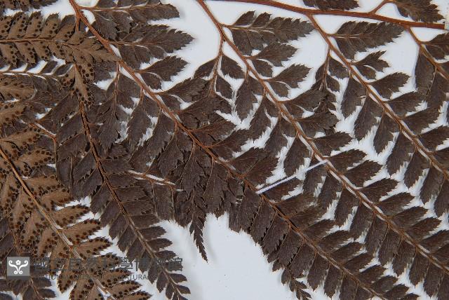 斜方複葉耳蕨藏品圖，第4張