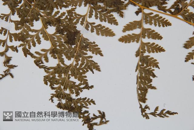 光葉碗蕨藏品圖，第5張