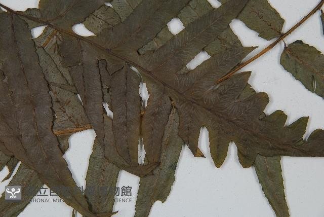 毛柄短腸蕨藏品圖，第5張