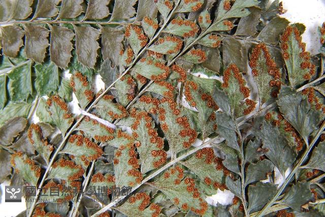 斜方複葉耳蕨藏品圖，第5張