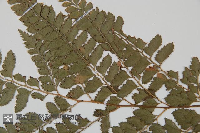 斜方複葉耳蕨藏品圖，第4張