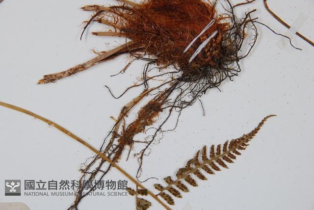 禾稈蹄蓋蕨藏品圖，第4張