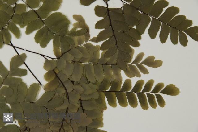 扇葉鐵線蕨藏品圖，第4張