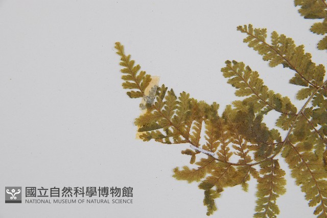 粗柄毛冷蕨藏品圖，第5張