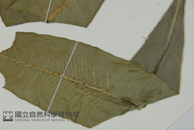 登錄號:P011846藏品圖，第5張