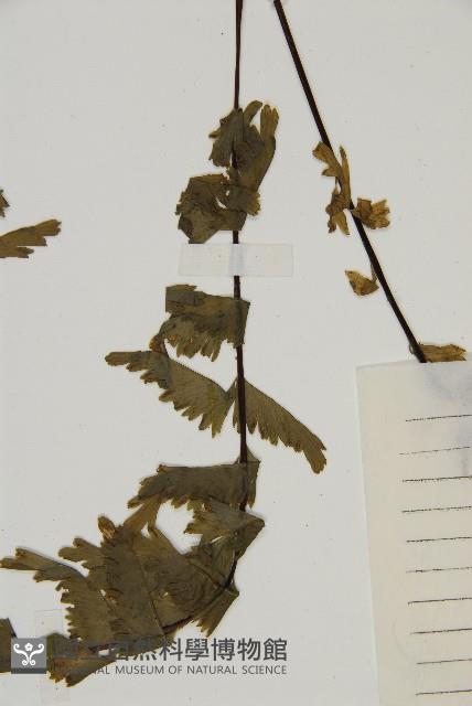 薄葉孔雀鐵角蕨、邊孢鐵角蕨藏品圖，第5張