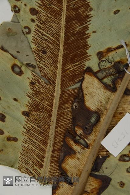 Accession Number:P008846 Collection Image, Figure 4, Total 4 Figures