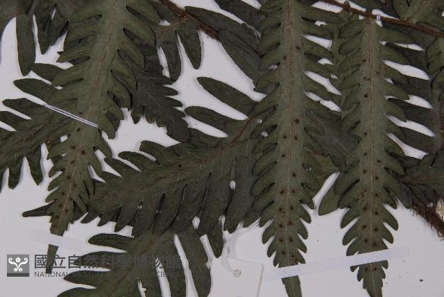 高士佛擬肋毛蕨藏品圖，第5張