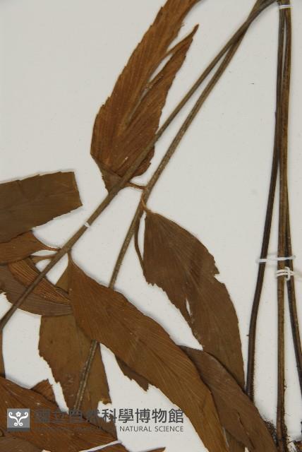 鐮葉鐵角蕨藏品圖，第5張