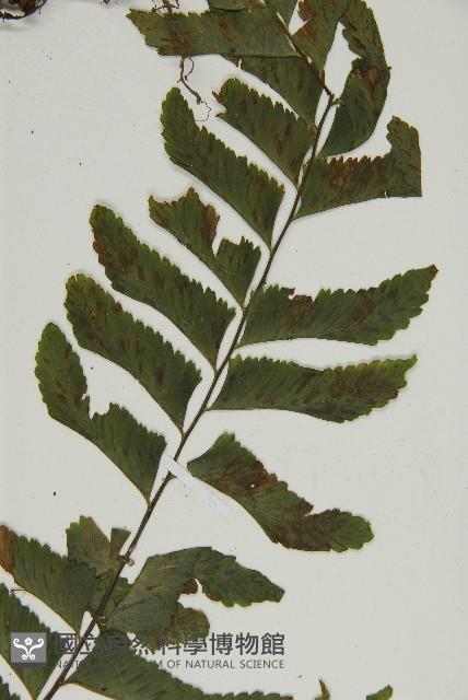 剪葉鐵角蕨藏品圖，第5張