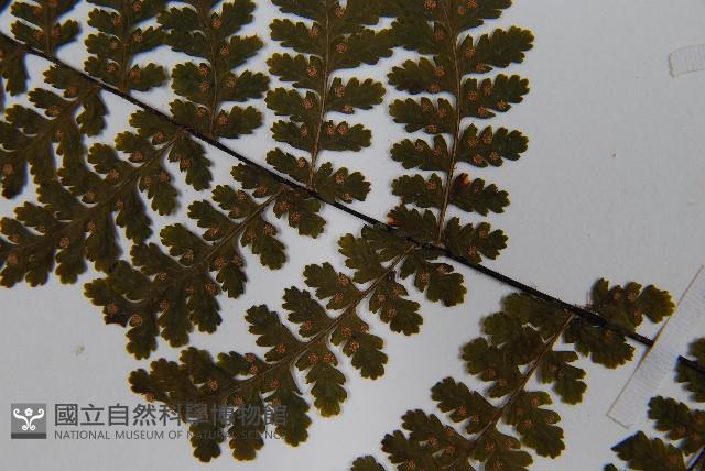 亮毛蕨藏品圖，第5張