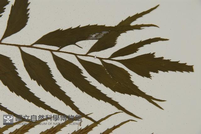 革葉鐵角蕨藏品圖，第4張